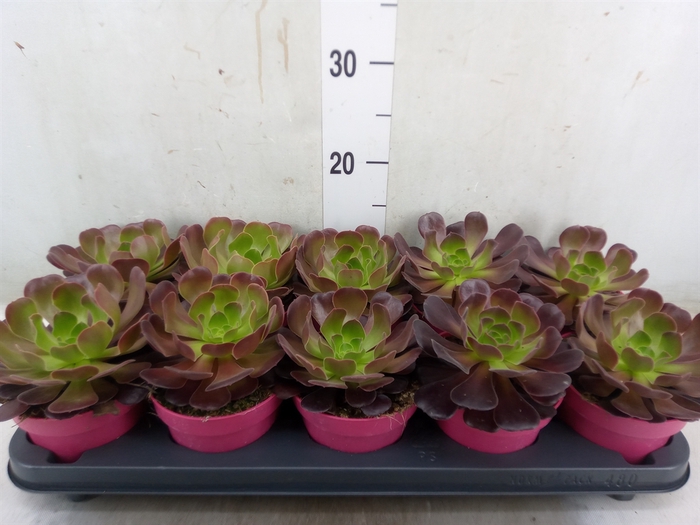 <h4>Aeonium arboreum 'Velours'</h4>