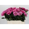 Dahlia Annamarie