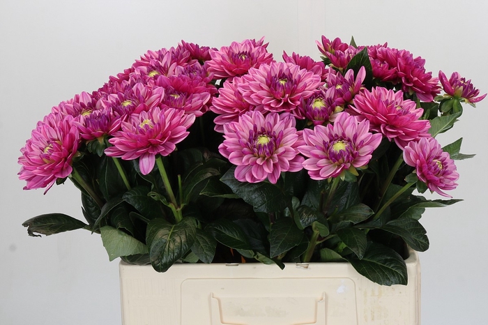 Dahlia Annamarie