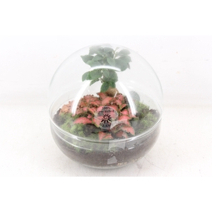 arr3 WR - Terrarium Glas Earth medium