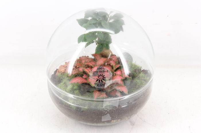 <h4>arr3 WR - Terrarium Glas Earth medium</h4>