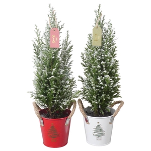 PTK25172 Ellwoodii met sneeuw in zink mix met decoratie