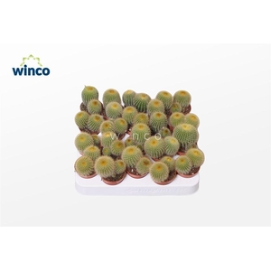 Notocactus Leninghausii (group)