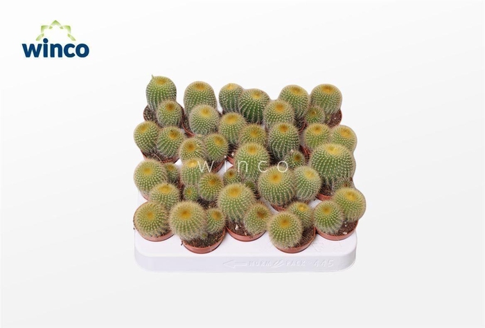 Notocactus Leninghausii (group)