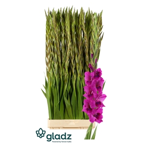 Glad Gr Mystic Magenta Gladz