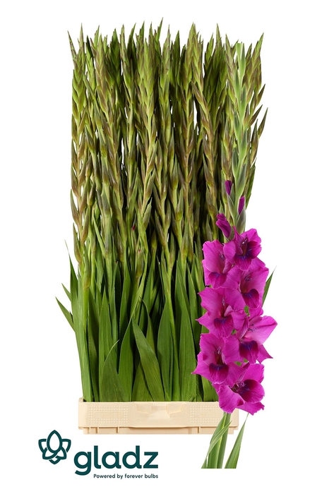 <h4>Glad Gr Mystic Magenta Gladz</h4>