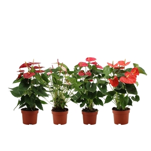 Anthurium 4 color mix in transparant sleeve