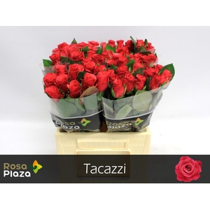 Rosa large tacazzi+