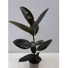 FICUS ELASTICA P12 ABIDJAN