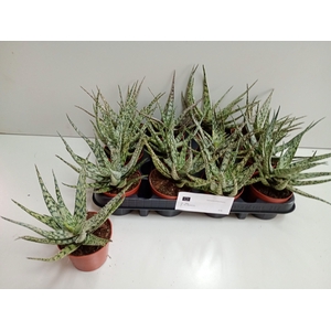 ALOE OV