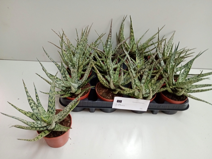 <h4>ALOE OV</h4>