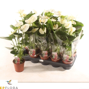 ANTHU A ARISA WHITE