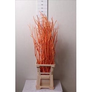 Mitsumata Col Apricot