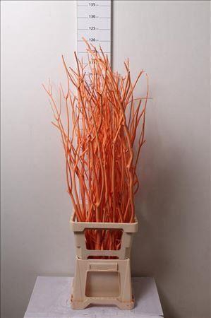 <h4>Mitsumata Col Apricot</h4>