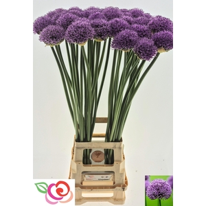 ALLIUM GLADIATOR