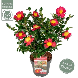 Camellia sas. 'Yuletide' Premium