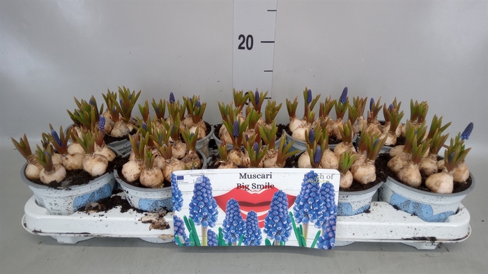 <h4>Muscari  'Big Smile'</h4>