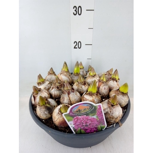 Hyacinthus orie.   ...