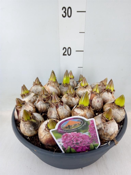 <h4>Hyacinthus orie.   ...</h4>