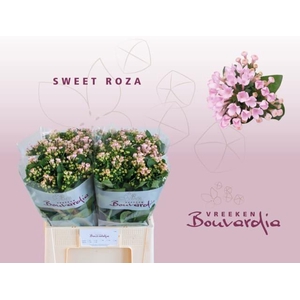 Bou En Sweet Roza
