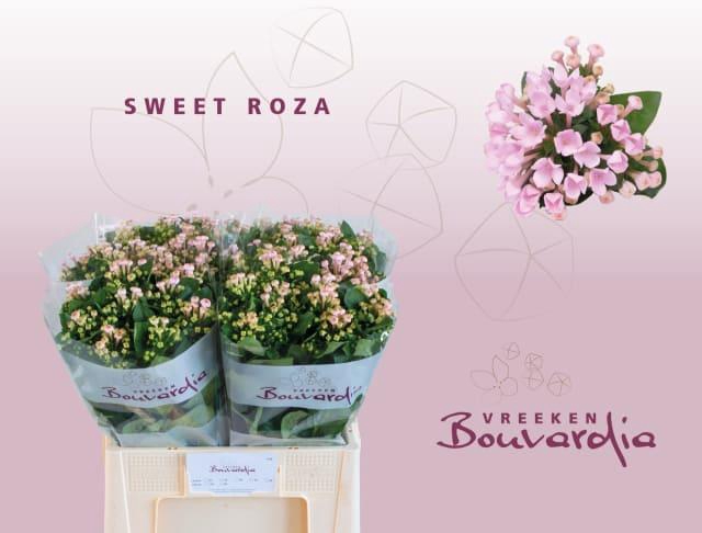 Bou En Sweet Roza