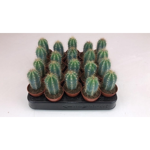 Cactus Pilososereus Danielensis