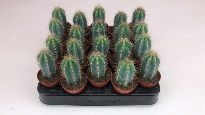 <h4>Cactus Pilososereus Danielensis</h4>