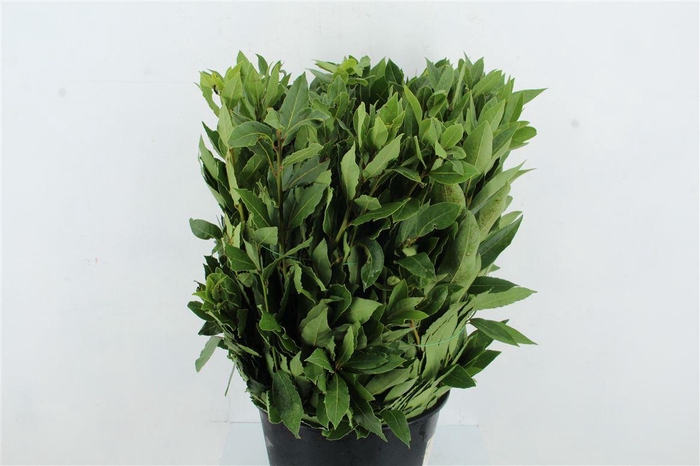 <h4>Laurus Nobilis 400gr</h4>