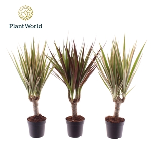 Dracaena marg.   ..mix 3