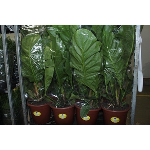 ANTHURIUM PLOWMANII P30