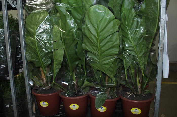ANTHURIUM PLOWMANII P30