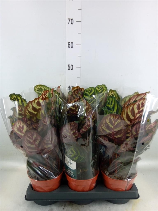 <h4>Calathea makoyana</h4>