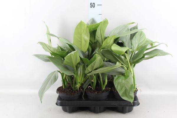 <h4>Philodendron ...</h4>