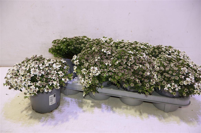 <h4>Iber Sempervirens</h4>