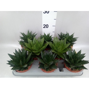 Aloe   ...mix