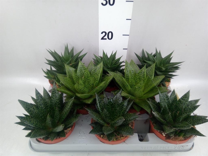 <h4>Aloe ...mix</h4>