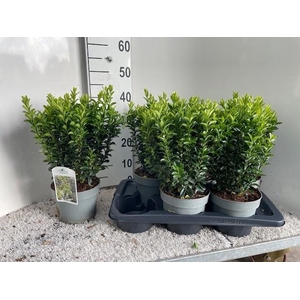 EUONYMUS JA GR SPIRE