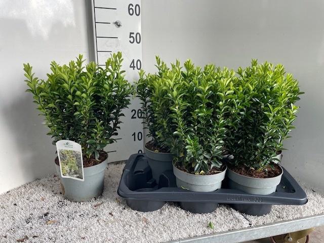 <h4>EUONYMUS JA GR SPIRE</h4>