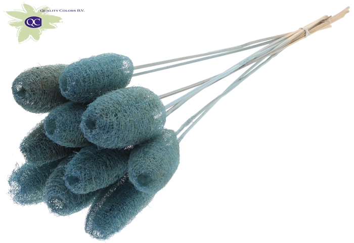 Luffa Mini on stem Light Blue