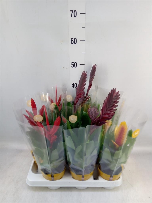 <h4>Vriesea ...mix</h4>