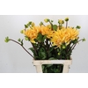Dahlia Gelber Vulcan