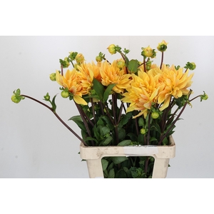 Dahlia Gelber Vulcan