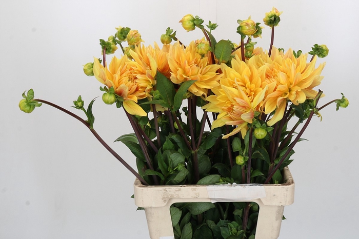 Dahlia Gelber Vulcan