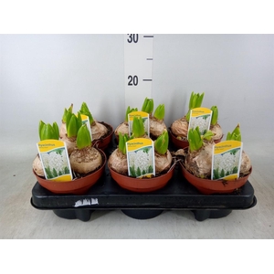 Hyacinthus orie. 'Pearl White'