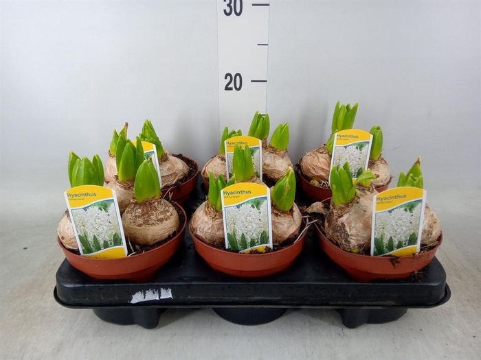 <h4>Hyacinthus orie. 'Pearl White'</h4>