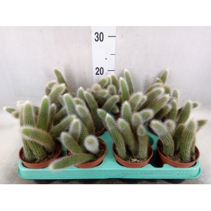 Cactus   ...hangingplants
