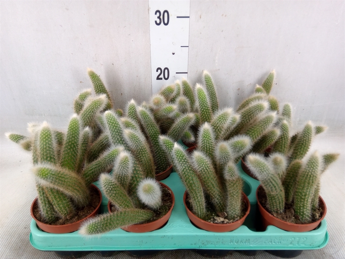 <h4>Cactus   ...hangingplants</h4>