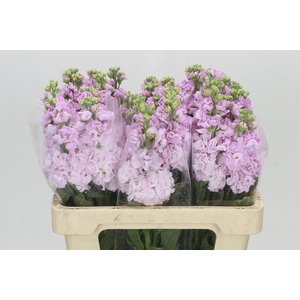 MATTH IRON CHERRY BL