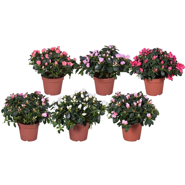 <h4>Azalea Vogel gemengd 14cm</h4>