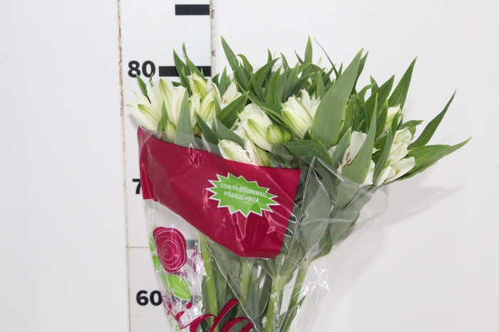 <h4>ALSTROEMERIA WHISTLER 080 CM</h4>